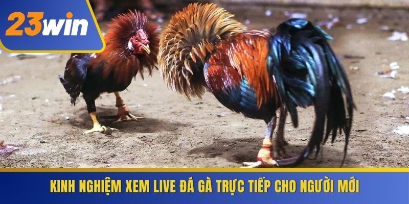 Kinh nghiệm xem Live Đá Gà trực tiếp cho người mới