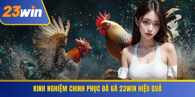 Kinh nghiệm chinh phục Đá Gà 23WIN hiệu quả
